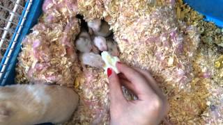 Hamster Babies Going Crazy on Egg White  Day 15 [upl. by Ahsar]