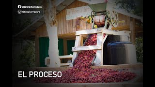 CAFE LAVADO  El proceso de cafe  Finca quotLa Herraduraquot [upl. by Odlanier25]