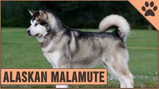 Alaskan Malamute  Dog Breed Information [upl. by Atined213]