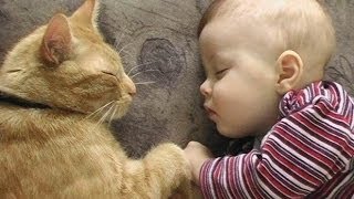 Cats Love Babies  PART 2 [upl. by Soren]