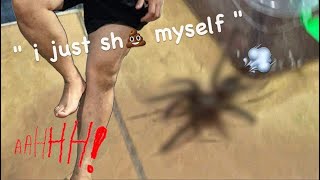 ARACHNOPHOBIC moves BIG TARANTULAS   HILARIOUS  🎉 HAPPY NEW YEAR [upl. by Guss]