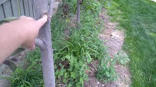 Canadian Chokecherry Tree Update [upl. by Trebeh]