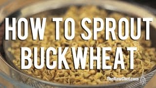 How to Sprout Buckwheat [upl. by Almeta]