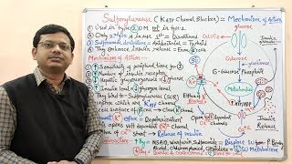 Diabetes Mellitus Part10 Mechanism of Action of Sulfonylurease  Antidiabetic Drugs  Diabetes [upl. by Aurilia]