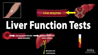 Liver Function Tests LFTs Animation [upl. by Neetsuj]