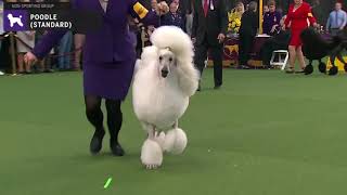 Poodles Standard  Breed Judging 2020 [upl. by Ecirtaeb]