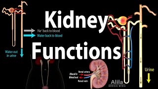 Kidney Homeostatic Functions Animation [upl. by Zelazny]