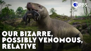 Our Bizarre Possibly Venomous Relative [upl. by Maxine]