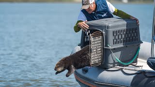 Rescue and Release The Monterey Bay Aquariums Sea Otter Program [upl. by Aicrop]