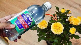 10 MIRACLES OF VINEGAR FOR PLANTS amp GARDEN [upl. by Aticilef]