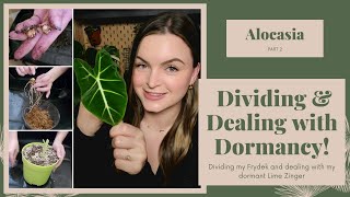 Alocasia Dividing Finding Bulbs amp Dormant Tubers PART 2 [upl. by Ecined]