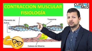 CONTRACCIÓN MUSCULAR FISIOLOGÍA GUYTON explicada FACIL ✅ [upl. by Norm]