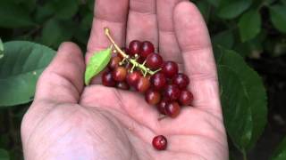 Harvesting Chokecherries [upl. by Ethan]