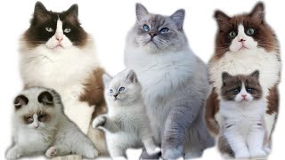 3 Ragdolls Growing Up From Kitten To Cat [upl. by Ahsiemak]