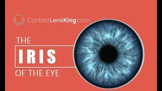 The Iris of the Eye  How the Eyes Iris Works  The Purpose of the Iris  What is the Iris [upl. by Lorola]