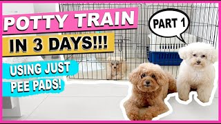 Poodle Training Tips [upl. by Lein237]