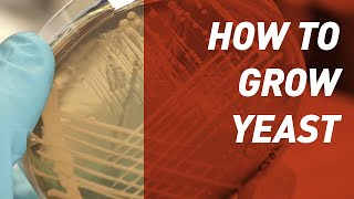 How to grow Yeast  Singer Instruments [upl. by Gardel]