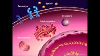 What are mesenchymal stem cells [upl. by Marga]