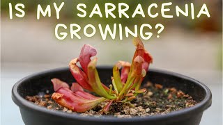 Sarracenia Purpurea 60 Day Update American Pitcher Plant Growth amp Care  Soil Lighting amp Water [upl. by Haskins]