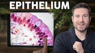 Epithelial Tissue Histology Explained for Beginners  Corporis [upl. by Oiramal70]