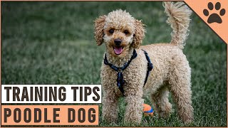 How To Train A Poodle  Dog World [upl. by Audry]