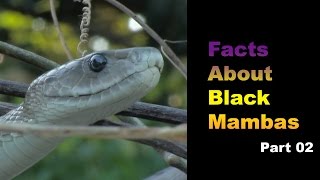 Facts About Black Mambas 02 [upl. by Tfat255]