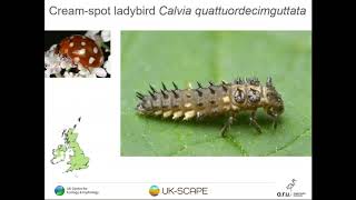 An introduction to identifying ladybird larvae [upl. by Hirz]