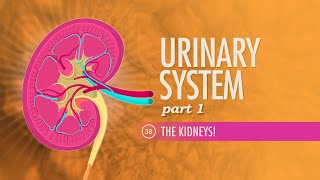 Urinary System Part 1 Crash Course Anatomy amp Physiology 38 [upl. by Ecikram915]