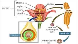 angiosperm life cycle [upl. by Ahseinar]