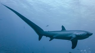 THRESHER SHARKS KILL PREY WITH TAIL [upl. by Jed559]