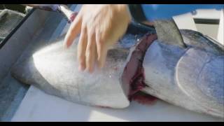 How to clean blackfin Tuna and why they are never on a menu [upl. by Brom465]