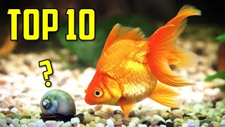 Top 10 Goldfish Tank Mates You Should Try [upl. by Sulecram486]