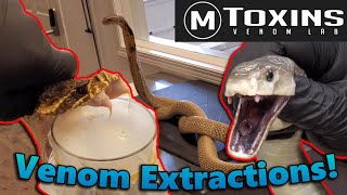 Touring MToxins Wisconsins Venom Lab [upl. by Syla]