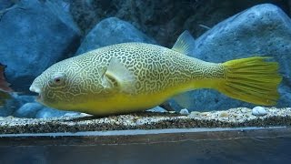 Giant Freshwater Pufferfish  Mbu Pufferfish Tetraodon mbu SEA Aquarium Singapore [upl. by Nylac]