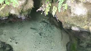 Kayaking on the Econfina River September 2023 Youngstown FL [upl. by Liamaj651]