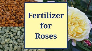 Fertilizer for Roses [upl. by Roxy]