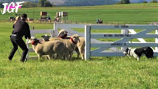 Sheep Dog Trial  National Finals [upl. by Goldman]