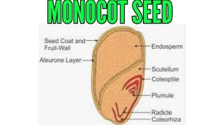 Structure of Monocot seed in detail [upl. by Madancy]