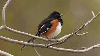 Eastern Towhee [upl. by Andromache]