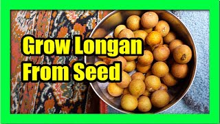 How To Grow Longan Tree from Seed Longan Seed Germination [upl. by Rebhun]