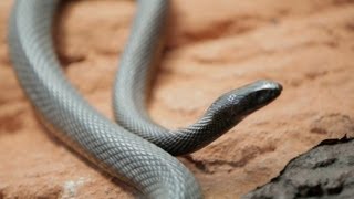 Why Do Venomous Animals Live In Warm Climates [upl. by Va]