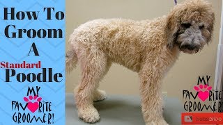 How to Groom Standard Poodle [upl. by Adnoel]