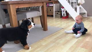 FIRST MEETING BABY vs BERNESE MOUNTAIN DOG PUPPY [upl. by Bellew536]