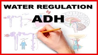 Water Regulation by Antidiuretic Hormone ADH [upl. by Letizia]