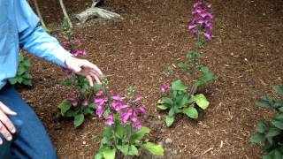 Digitalis purpurea  Foxglove  Landscape and Garden Flowers [upl. by Brant]