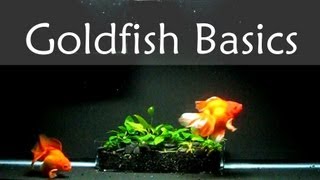 Goldfish Care Basics  Tank Size [upl. by Roscoe]