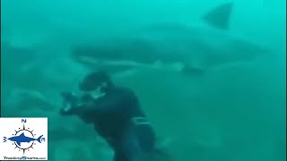 Breakdown Great White Shark surprises scuba diver [upl. by Sherris]