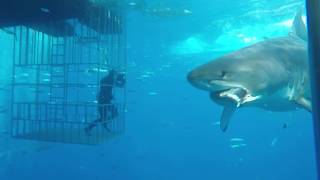 Great white shark swims into cage [upl. by Sirromed613]