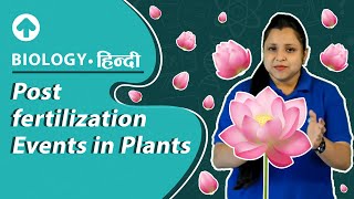 Post fertilization Events in Plants  Biology [upl. by Nivrek]