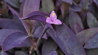 How to Propagate Tradescantia Pallida or Purple Heart Plant From Cuttings and Care [upl. by Aerbua]